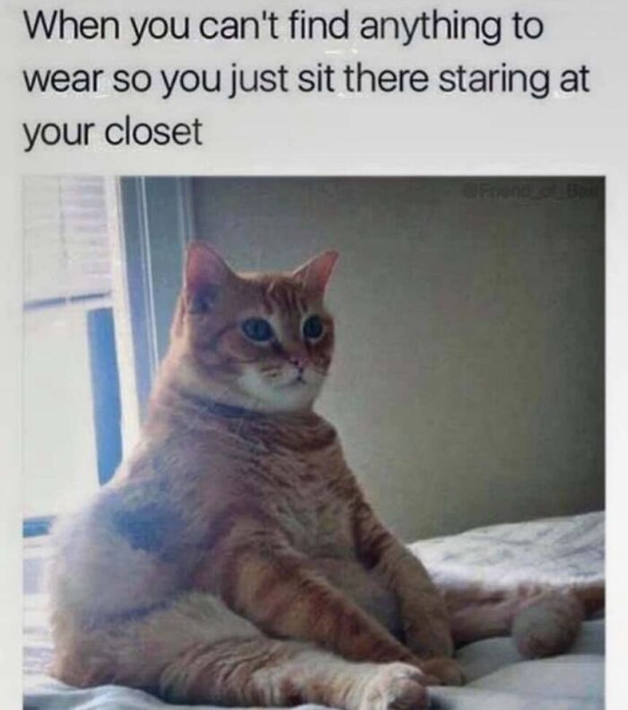 This Page Shared 40 Cat Memes That Prove Feline Expressions Are Perfect For Just About Any Situation