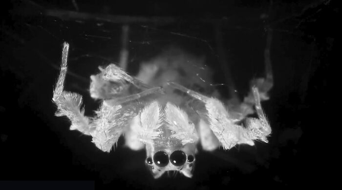 Spiders Don&rsquo;t Just Sit Still At Night: Scientists Show They Fall Into Genuine, Regulated Sleep