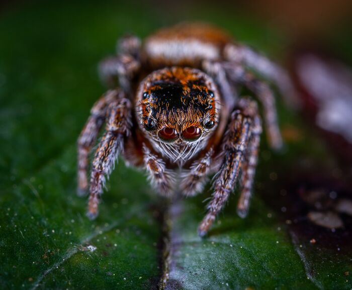 Spiders Don&rsquo;t Just Sit Still At Night: Scientists Show They Fall Into Genuine, Regulated Sleep