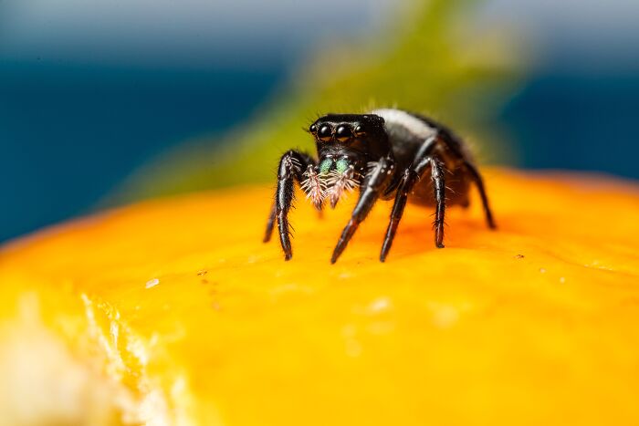 Spiders Don&rsquo;t Just Sit Still At Night: Scientists Show They Fall Into Genuine, Regulated Sleep