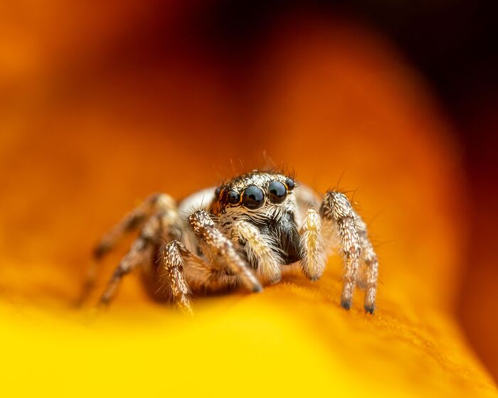 Spiders Don&rsquo;t Just Sit Still At Night: Scientists Show They Fall Into Genuine, Regulated Sleep