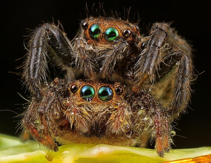 Spiders Don&rsquo;t Just Sit Still At Night: Scientists Show They Fall Into Genuine, Regulated Sleep