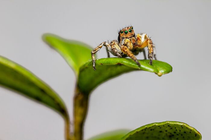 Spiders Don&rsquo;t Just Sit Still At Night: Scientists Show They Fall Into Genuine, Regulated Sleep