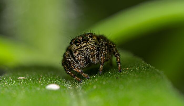 Spiders Don&rsquo;t Just Sit Still At Night: Scientists Show They Fall Into Genuine, Regulated Sleep