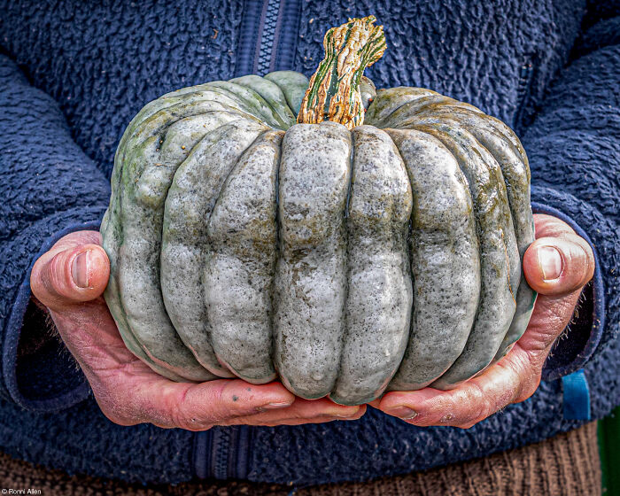 The World Food Photography Awards Shared 22 Creative Pumpkin Photos Just In Time For Halloween The World Food Photography Awards Shared 22 Creative Pumpkin Photos Just In Time For Halloween