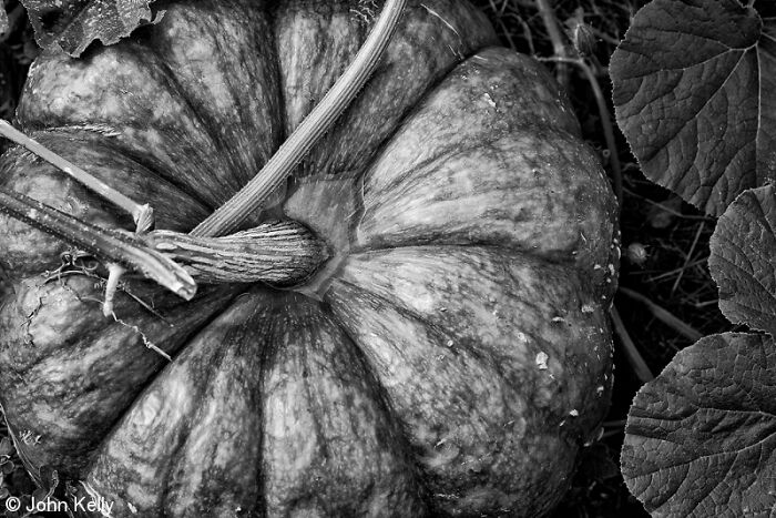 The World Food Photography Awards Shared 22 Creative Pumpkin Photos Just In Time For Halloween The World Food Photography Awards Shared 22 Creative Pumpkin Photos Just In Time For Halloween
