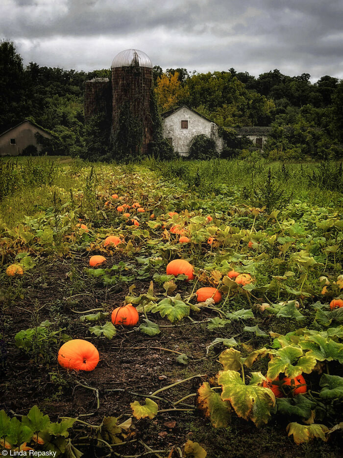 The World Food Photography Awards Shared 22 Creative Pumpkin Photos Just In Time For Halloween The World Food Photography Awards Shared 22 Creative Pumpkin Photos Just In Time For Halloween