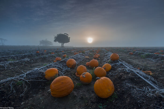 The World Food Photography Awards Shared 22 Creative Pumpkin Photos Just In Time For Halloween The World Food Photography Awards Shared 22 Creative Pumpkin Photos Just In Time For Halloween