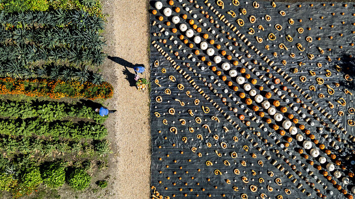 The World Food Photography Awards Shared 22 Creative Pumpkin Photos Just In Time For Halloween The World Food Photography Awards Shared 22 Creative Pumpkin Photos Just In Time For Halloween