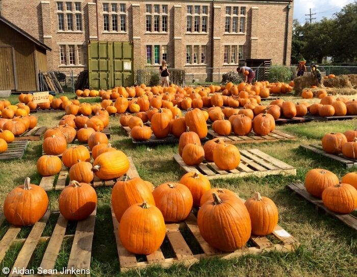 The World Food Photography Awards Shared 22 Creative Pumpkin Photos Just In Time For Halloween The World Food Photography Awards Shared 22 Creative Pumpkin Photos Just In Time For Halloween