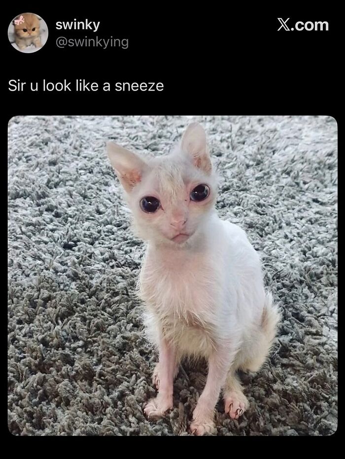 58 Animal Memes That Prove Nature Has A Very Strange Sense Of Humor