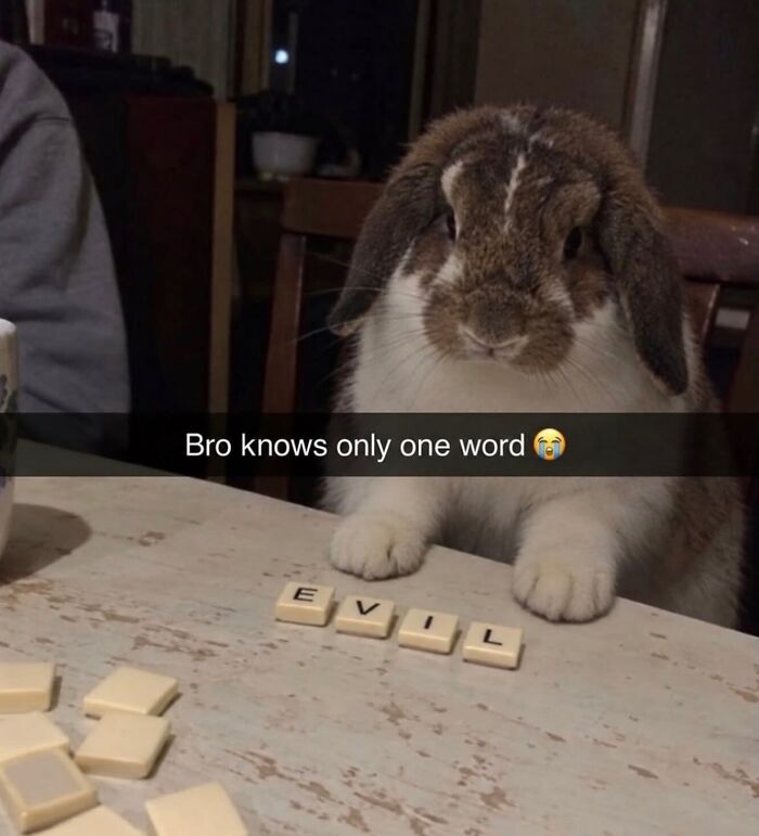 58 Animal Memes That Prove Nature Has A Very Strange Sense Of Humor