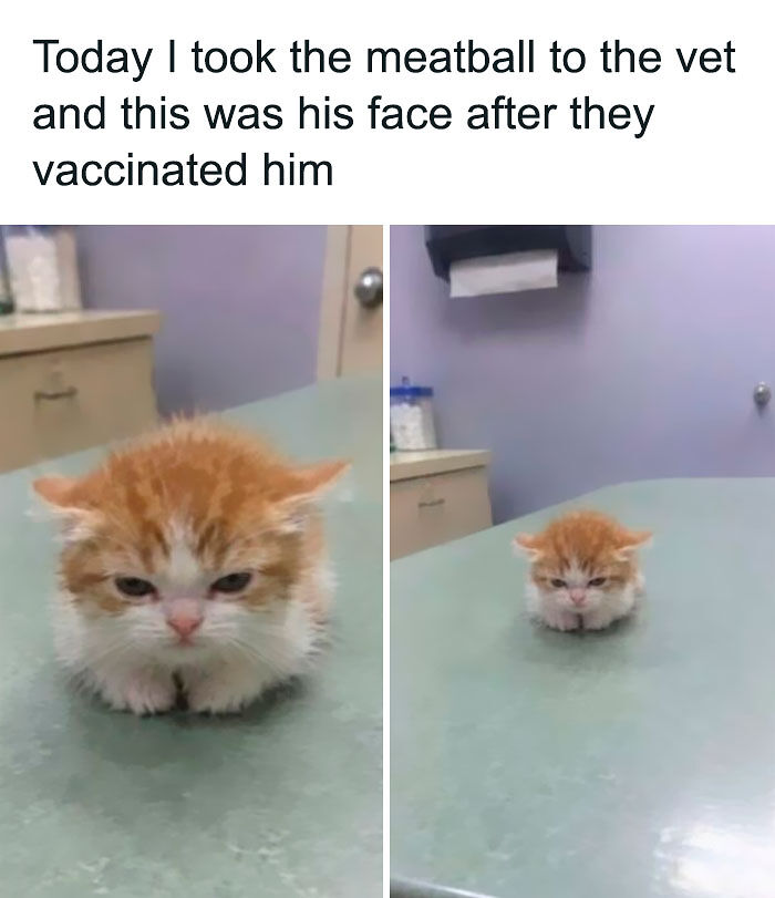 58 Animal Memes That Prove Nature Has A Very Strange Sense Of Humor