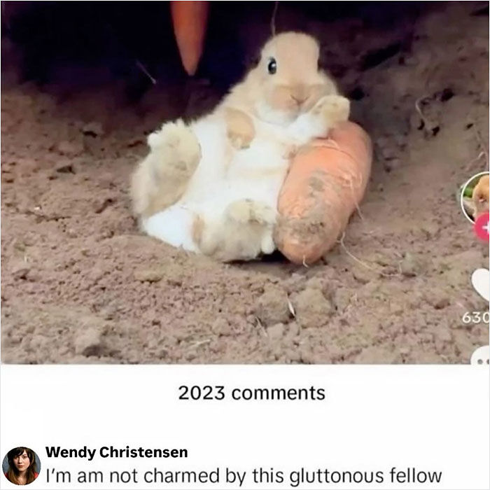 58 Animal Memes That Prove Nature Has A Very Strange Sense Of Humor