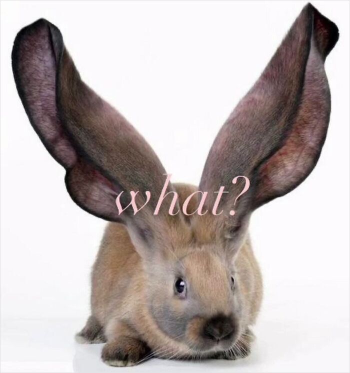 58 Animal Memes That Prove Nature Has A Very Strange Sense Of Humor