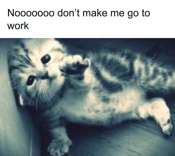 58 Animal Memes That Prove Nature Has A Very Strange Sense Of Humor