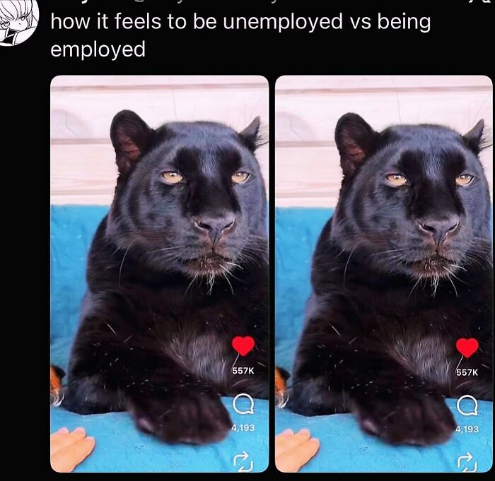 58 Animal Memes That Prove Nature Has A Very Strange Sense Of Humor