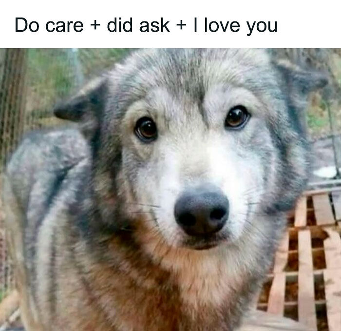 58 Animal Memes That Prove Nature Has A Very Strange Sense Of Humor