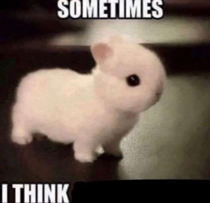 58 Animal Memes That Prove Nature Has A Very Strange Sense Of Humor