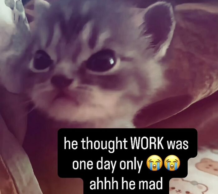 58 Animal Memes That Prove Nature Has A Very Strange Sense Of Humor
