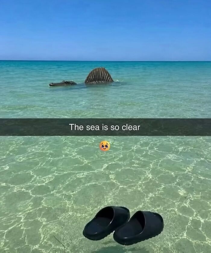 58 Animal Memes That Prove Nature Has A Very Strange Sense Of Humor
