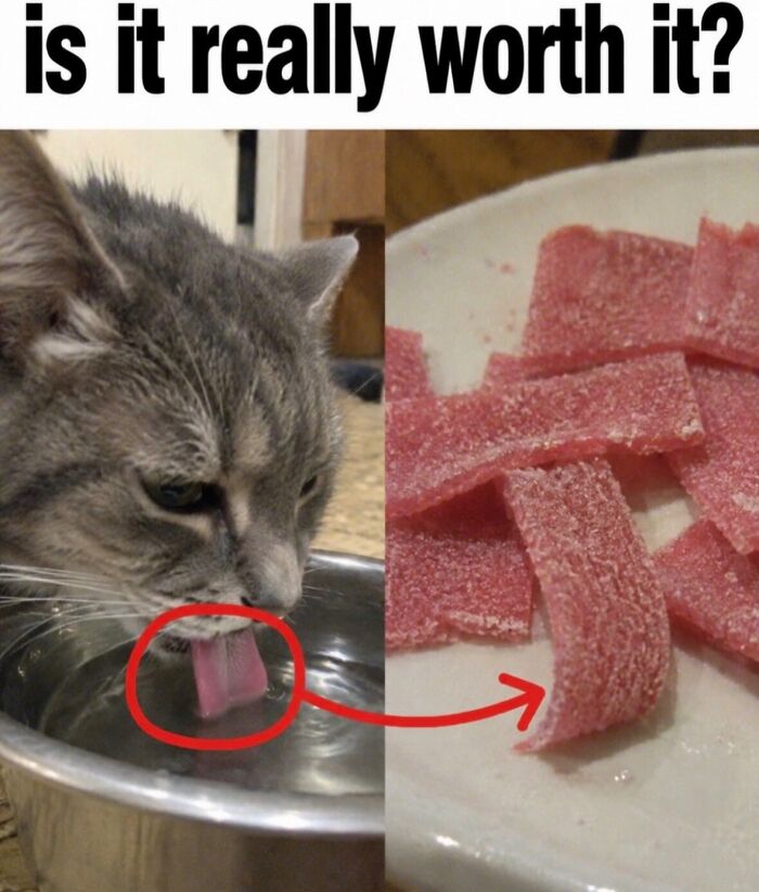 58 Animal Memes That Prove Nature Has A Very Strange Sense Of Humor