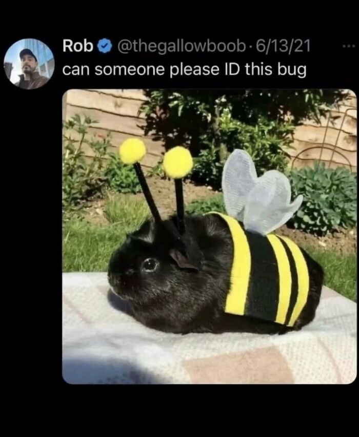 58 Animal Memes That Prove Nature Has A Very Strange Sense Of Humor