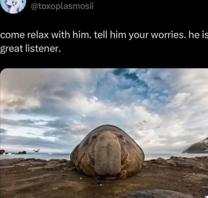 58 Animal Memes That Prove Nature Has A Very Strange Sense Of Humor