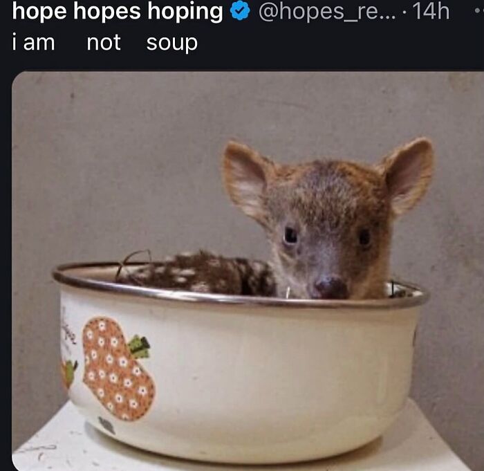 58 Animal Memes That Prove Nature Has A Very Strange Sense Of Humor