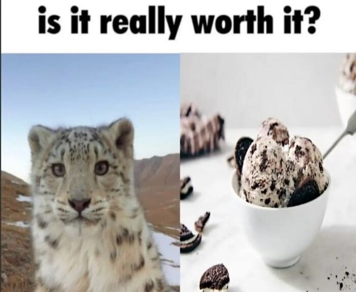 58 Animal Memes That Prove Nature Has A Very Strange Sense Of Humor