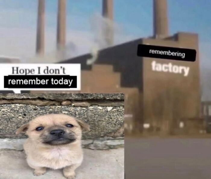 58 Animal Memes That Prove Nature Has A Very Strange Sense Of Humor