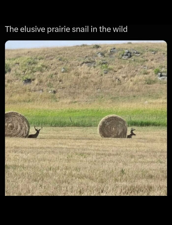 58 Animal Memes That Prove Nature Has A Very Strange Sense Of Humor