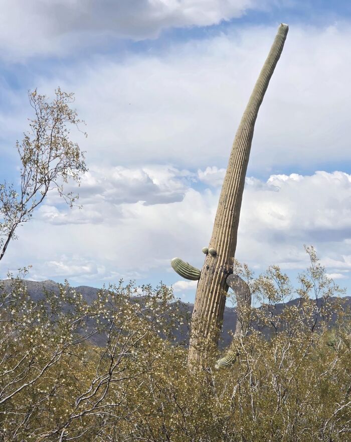 These 101 Photos Might Make You Wonder If Your Eyes Are Playing Tricks On You