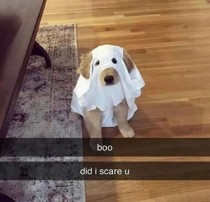 These 78 Halloween Memes Are Perfect For Those Who Like Their Spooky Season A Little Twisted
