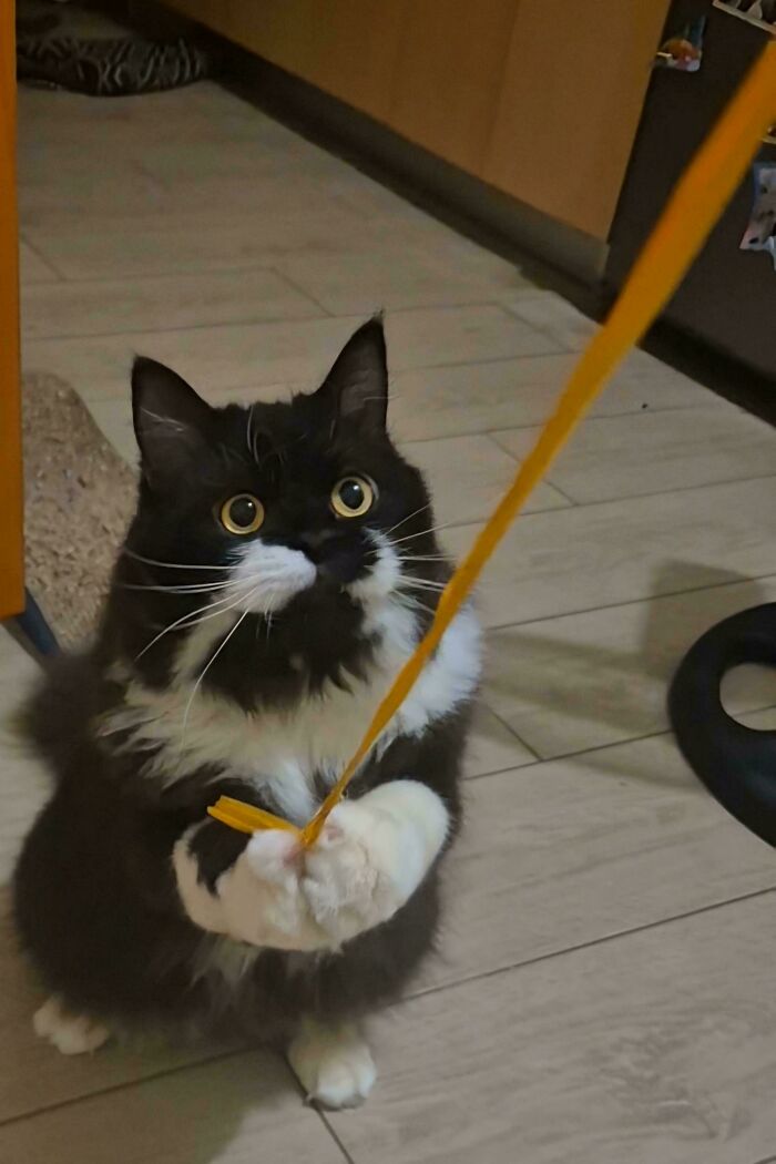 82 Wholesome Animal Pics That Might Be The Nicest Thing You See Today