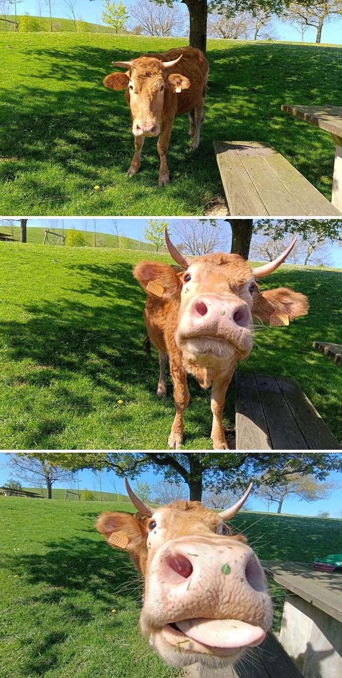 82 Wholesome Animal Pics That Might Be The Nicest Thing You See Today