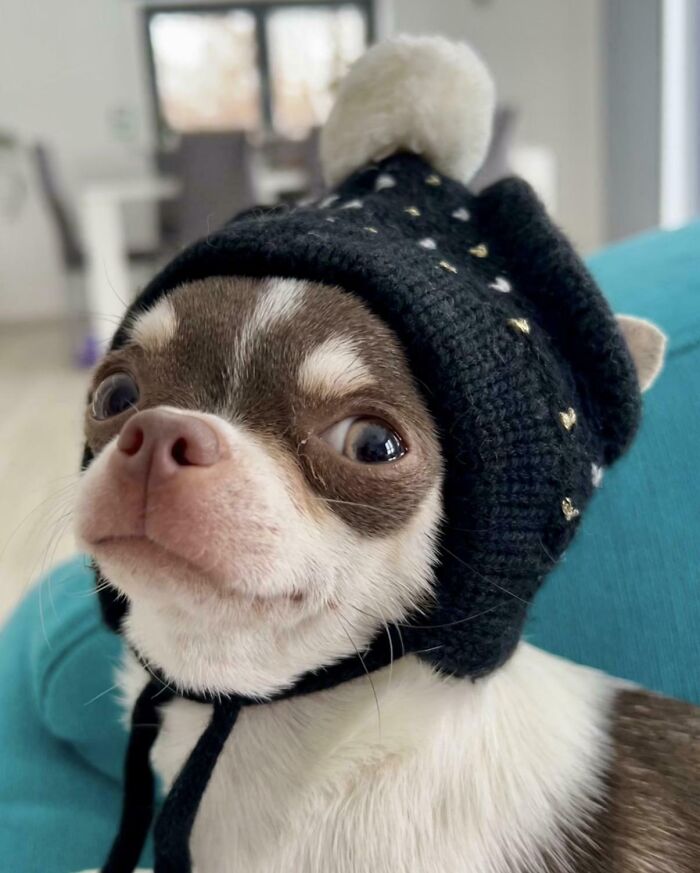 82 Wholesome Animal Pics That Might Be The Nicest Thing You See Today