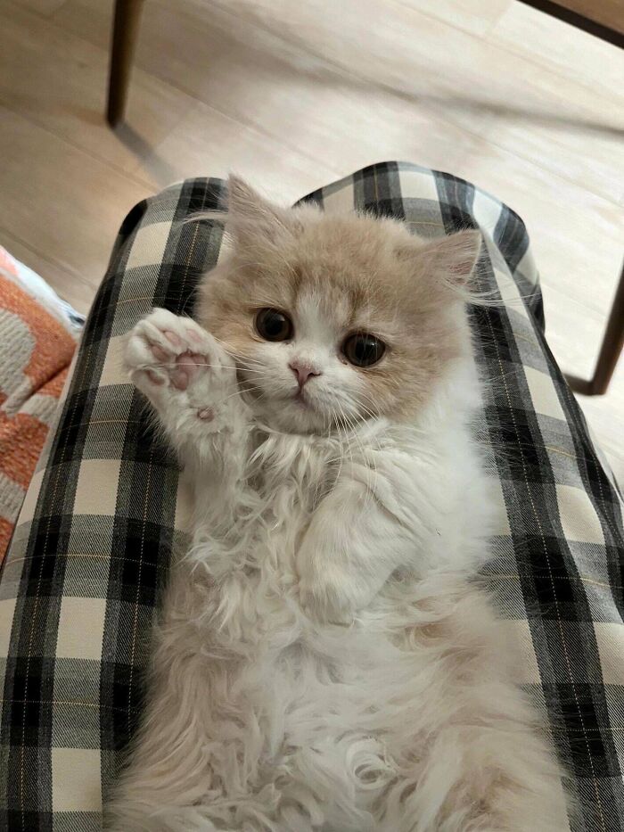82 Wholesome Animal Pics That Might Be The Nicest Thing You See Today