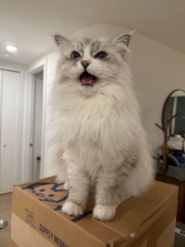 82 Wholesome Animal Pics That Might Be The Nicest Thing You See Today