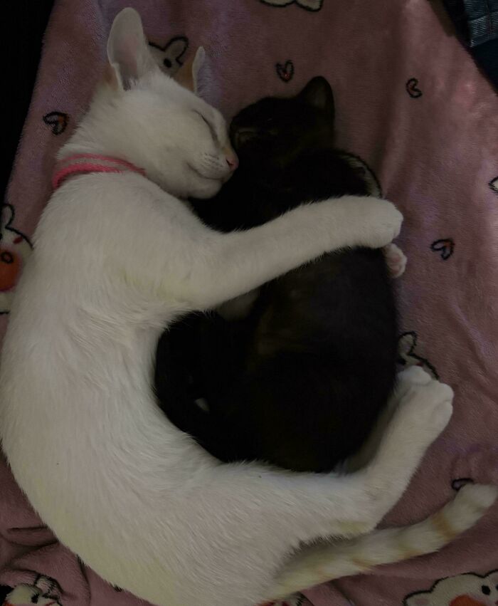 82 Wholesome Animal Pics That Might Be The Nicest Thing You See Today