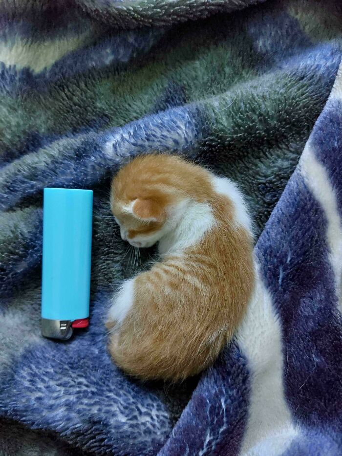 82 Wholesome Animal Pics That Might Be The Nicest Thing You See Today