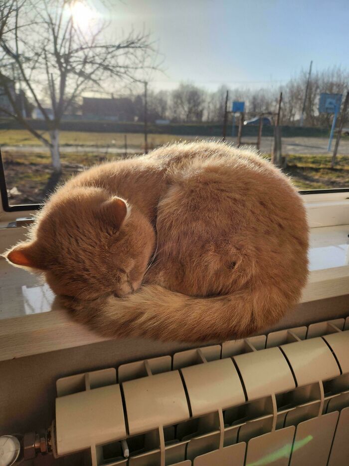 82 Wholesome Animal Pics That Might Be The Nicest Thing You See Today