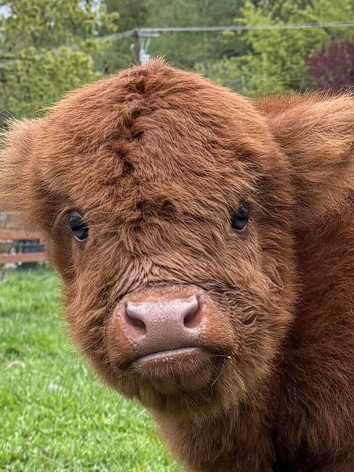 82 Wholesome Animal Pics That Might Be The Nicest Thing You See Today