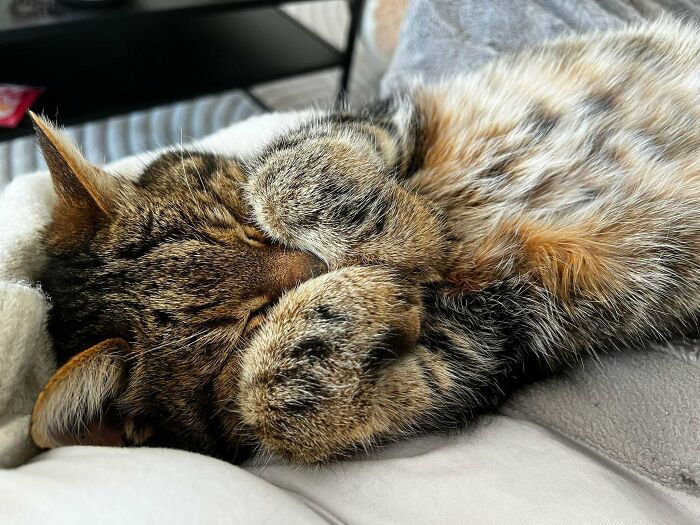 82 Wholesome Animal Pics That Might Be The Nicest Thing You See Today