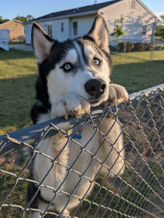 82 Wholesome Animal Pics That Might Be The Nicest Thing You See Today