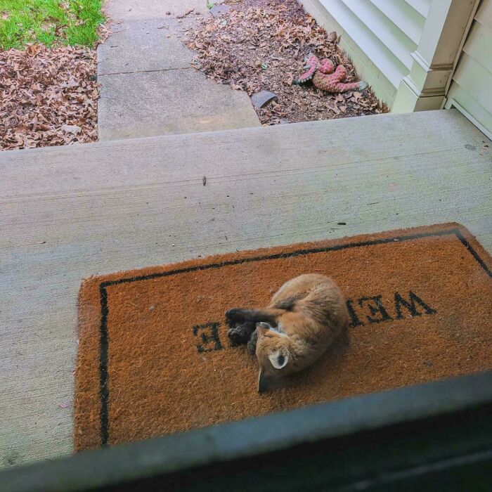 82 Wholesome Animal Pics That Might Be The Nicest Thing You See Today