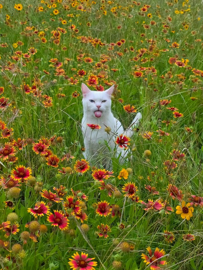 82 Wholesome Animal Pics That Might Be The Nicest Thing You See Today