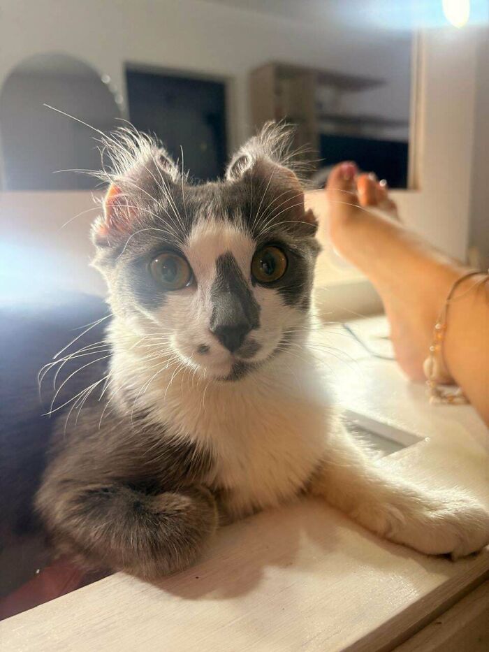 82 Wholesome Animal Pics That Might Be The Nicest Thing You See Today
