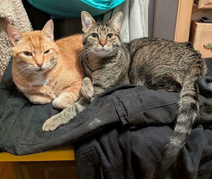 82 Wholesome Animal Pics That Might Be The Nicest Thing You See Today