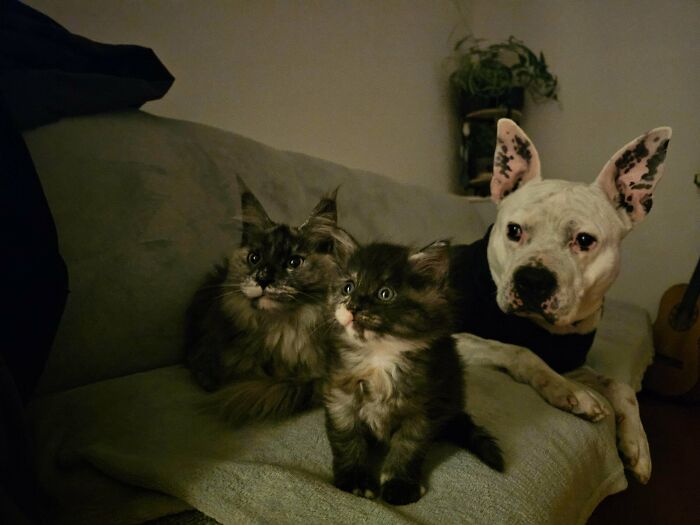 82 Wholesome Animal Pics That Might Be The Nicest Thing You See Today